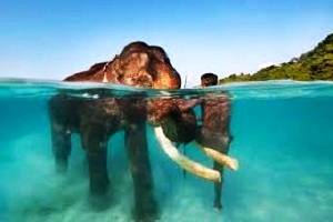 Andaman Islands Tour, Tour to Andaman, Book Hotels and Resorts in Port Blair, Resorts in Havelock Island