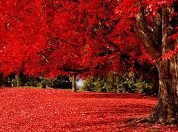 Kashmir Tour Packages