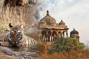 Book hotels and Resorts in Ranthambore, places to see in Ranthambore,Golden Triangle tour packages, Book hotels in Agra, Delhi car rentals, hotels in Jaipur, Delhi Agra Jaipur Ranthambore tour packages, Visit tourist places in Agra Delhi Jaipur Ranthambore, Best time to visit Ranthambore,Jaipur Agra Delhi, Delhi hotel booking, Golden triangle tour operators rent a car for Golden triangle tour packages.