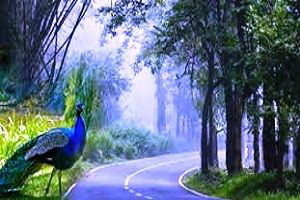 Bangalore Mysore Coorg Ooty Wayanad honeymoon tour packages